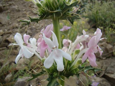 Morina persica, photographed by Jean-Paul Boerekamps