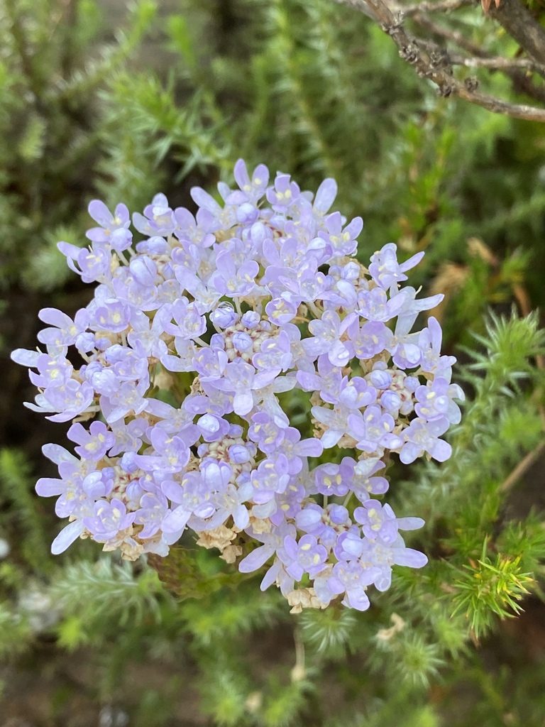 Pseudoselago subglabra, photographed by Dave U