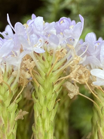 Pseudoselago subglabra, photographed by Dave U