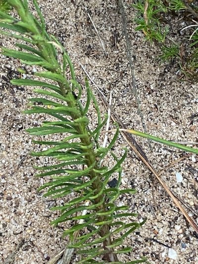 Pseudoselago subglabra, photographed by Dave U