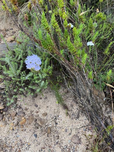 Pseudoselago subglabra, photographed by Dave U
