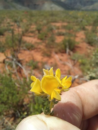 Aspalathus millefolia, photographed by kevin koen