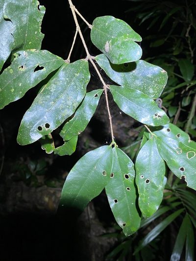 Dissiliaria baloghioides, photographed by Greg Tasney