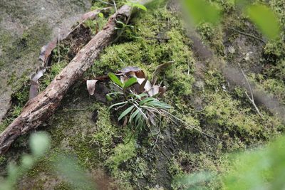 Plectorrhiza tridentata, photographed by mitchell holliday