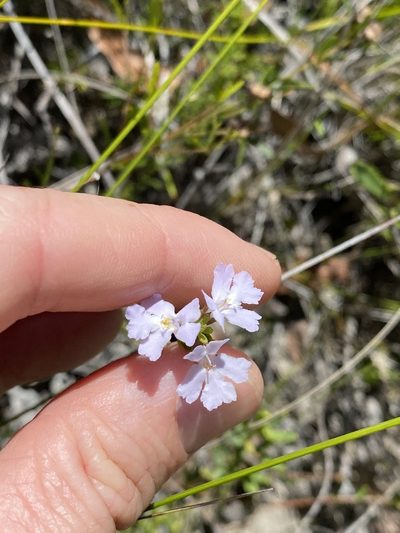 Westringia tenuicaulis, photographed by Greg Tasney