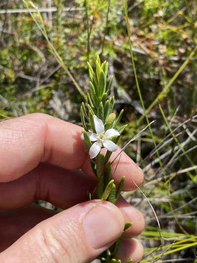 Philotheca queenslandica, photographed by Greg Tasney