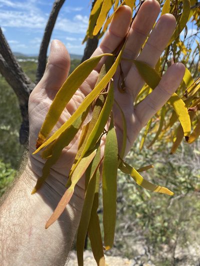 Amyema bifurcata, photographed by Greg Tasney