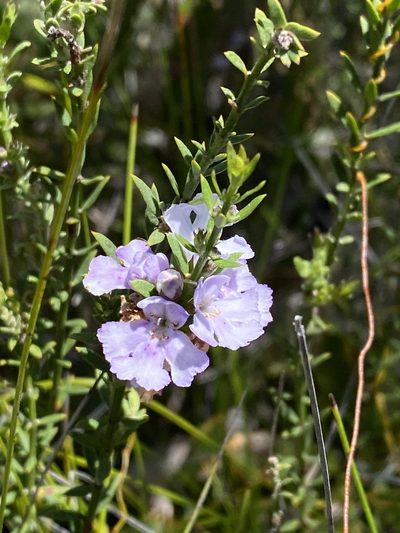Westringia tenuicaulis, photographed by Greg Tasney