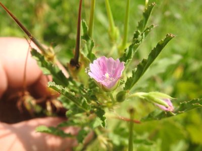 Monsonia angustifolia, photographed by Matthew Fainman