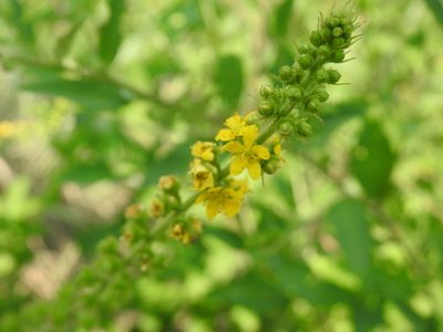 Agrimonia bracteata, photographed by Matthew Fainman