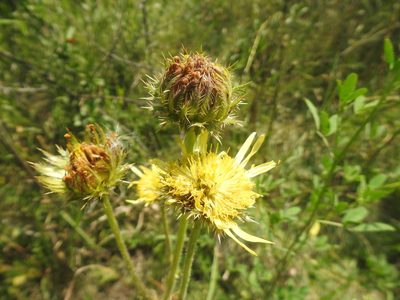 Berkheya radula, photographed by Matthew Fainman