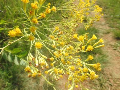 Senecio venosus, photographed by Matthew Fainman