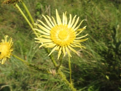 Berkheya radula, photographed by Matthew Fainman
