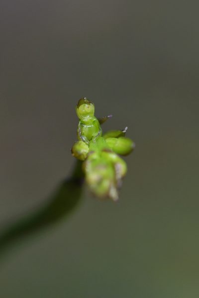 Genoplesium nudum, photographed by Christopher Stephens