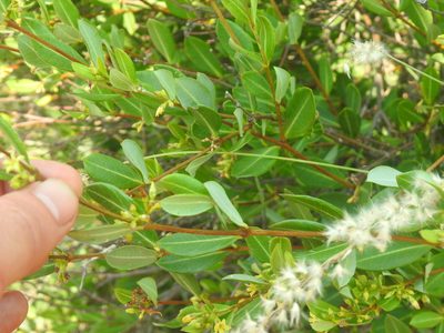 Cryptolepis oblongifolia, photographed by Matthew Fainman