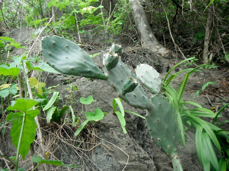 Opuntia boldinghii, photographed by Carlos A. Padrón P.