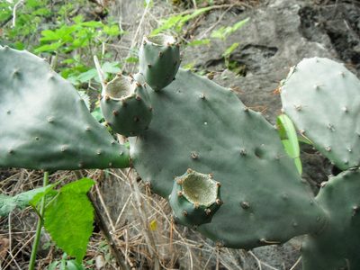 Opuntia boldinghii, photographed by Carlos A. Padrón P.