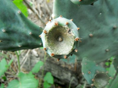 Opuntia boldinghii, photographed by Carlos A. Padrón P.