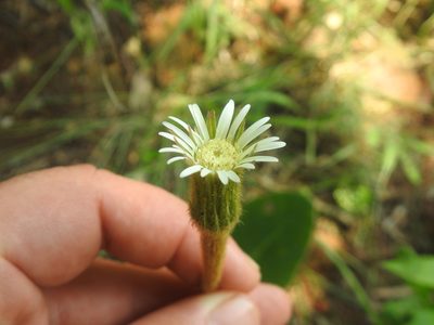 Gerbera piloselloides, photographed by Matthew Fainman
