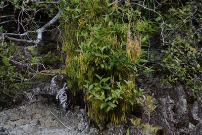 Phlegmariurus billardierei, photographed by Christopher Stephens