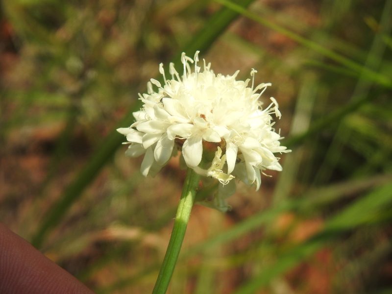 Cephalaria zeyheriana, photographed by Matthew Fainman