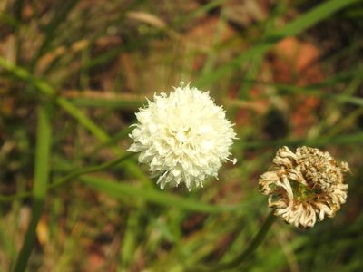 Cephalaria zeyheriana, photographed by Matthew Fainman