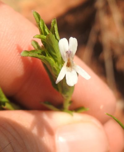 Dyschoriste costata, photographed by Matthew Fainman
