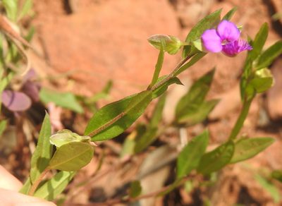 Polygala amatymbica, photographed by Matthew Fainman
