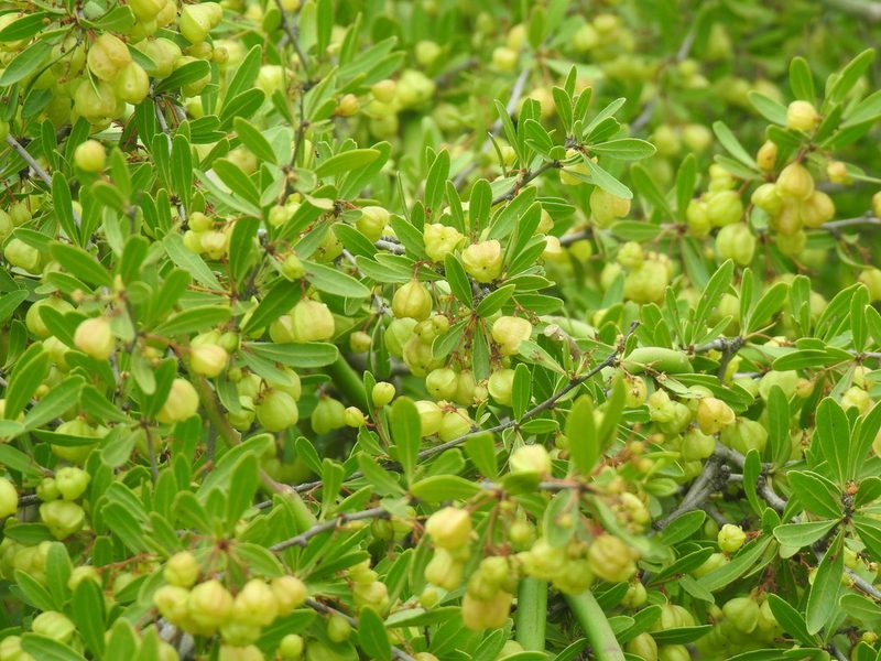 Gymnosporia tenuispina, photographed by Matthew Fainman