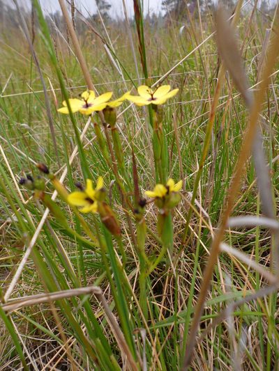 Sisyrinchium conzattii, photographed by Jose Antonio Aranda Pineda