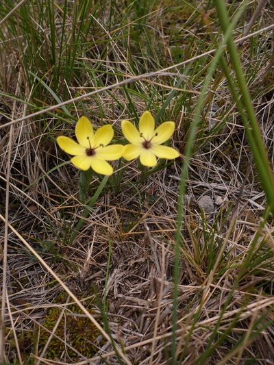 Sisyrinchium conzattii, photographed by Jose Antonio Aranda Pineda