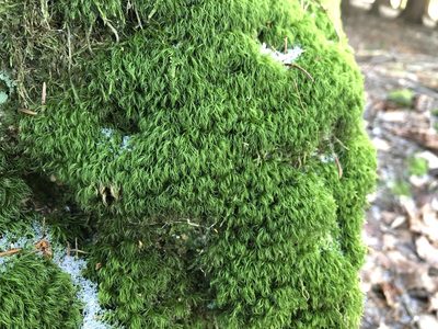 Paraleucobryum longifolium, photographed by Pavel Kacl
