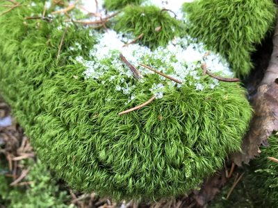 Paraleucobryum longifolium, photographed by Pavel Kacl