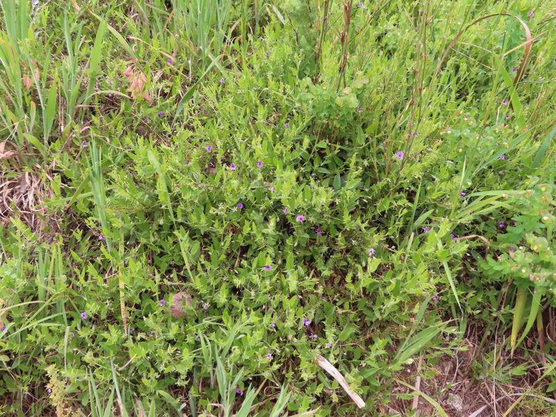Psoralea monophylla, photographed by linkie