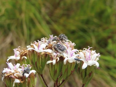 Corymbium villosum, photographed by linkie