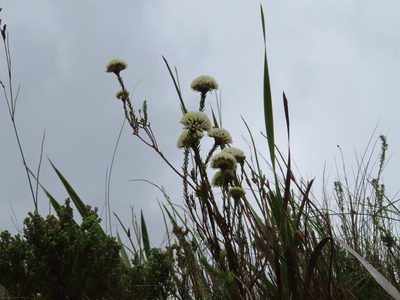 Agathosma bifida, photographed by linkie