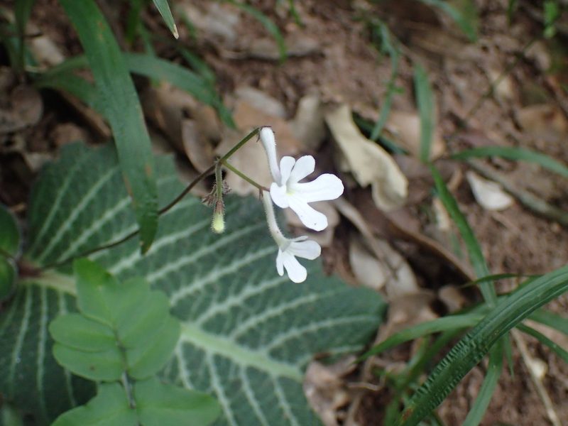 Streptocarpus prolixus, photographed by Mahomed Desai