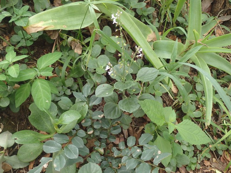 Plectranthus purpuratus, photographed by Mahomed Desai