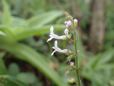 Plectranthus purpuratus, photographed by Mahomed Desai
