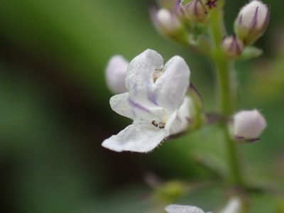 Plectranthus purpuratus, photographed by Mahomed Desai