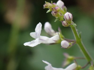 Plectranthus purpuratus, photographed by Mahomed Desai