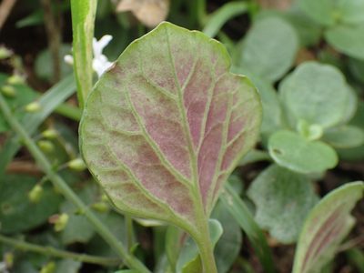 Plectranthus purpuratus, photographed by Mahomed Desai