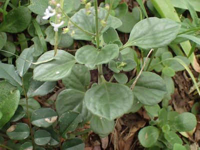 Plectranthus purpuratus, photographed by Mahomed Desai