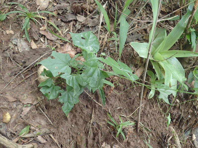 Gerrardanthus macrorhizus, photographed by Mahomed Desai