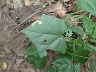 Gerrardanthus macrorhizus, photographed by Mahomed Desai