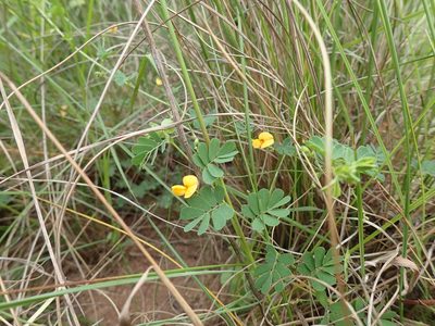 Aeschynomene brevifolia