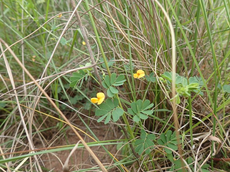 Aeschynomene brevifolia, photographed by Mahomed Desai