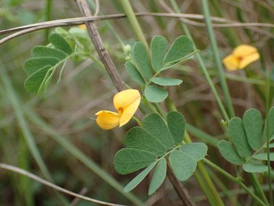Aeschynomene brevifolia, photographed by Mahomed Desai