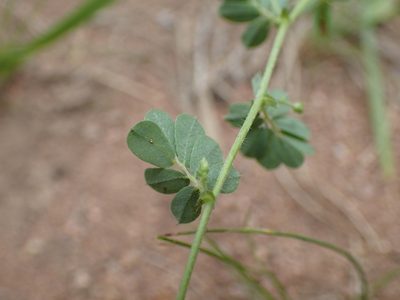 Aeschynomene brevifolia, photographed by Mahomed Desai