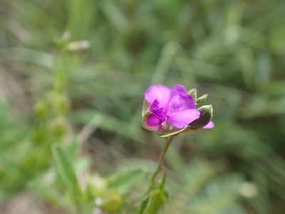 Polygala serpentaria, photographed by Mahomed Desai